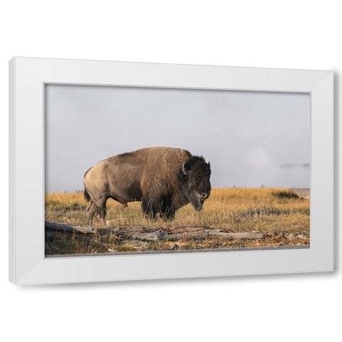 American Bison Yellowstone National Park-Wyoming White Modern Wood Framed Art Print by Jones, Adam