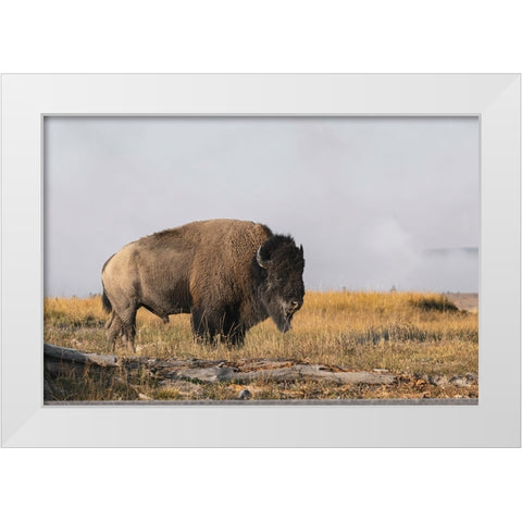 American Bison Yellowstone National Park-Wyoming White Modern Wood Framed Art Print by Jones, Adam