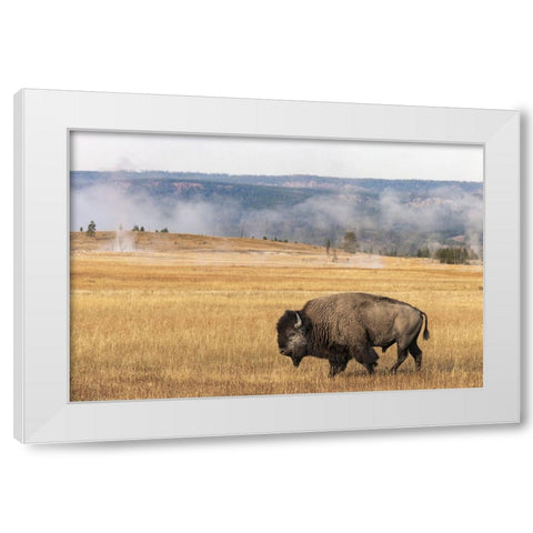 American Bison Yellowstone National Park-Wyoming White Modern Wood Framed Art Print by Jones, Adam