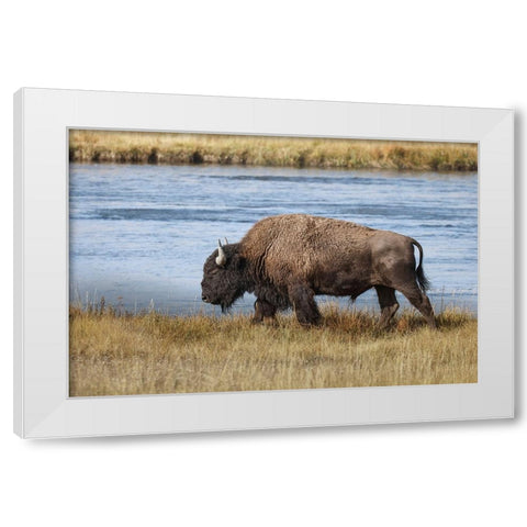 American Bison Yellowstone National Park-Wyoming White Modern Wood Framed Art Print by Jones, Adam