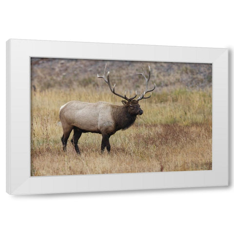 Bull elk or wapiti in meadow-Yellowstone National Park-Wyoming White Modern Wood Framed Art Print by Jones, Adam