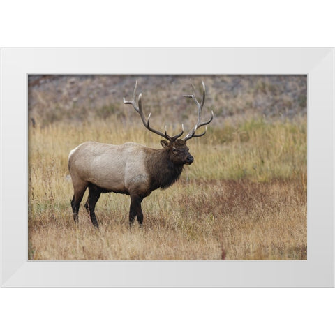 Bull elk or wapiti in meadow-Yellowstone National Park-Wyoming White Modern Wood Framed Art Print by Jones, Adam