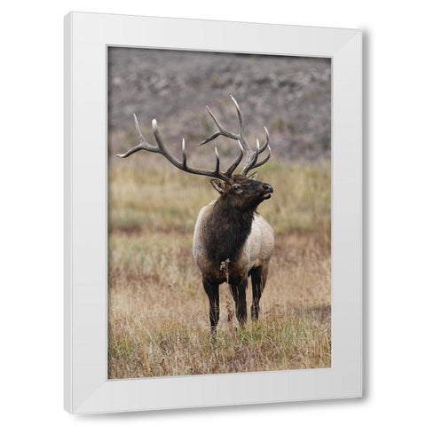 Bull elk or wapiti in meadow-Yellowstone National Park-Wyoming White Modern Wood Framed Art Print by Jones, Adam