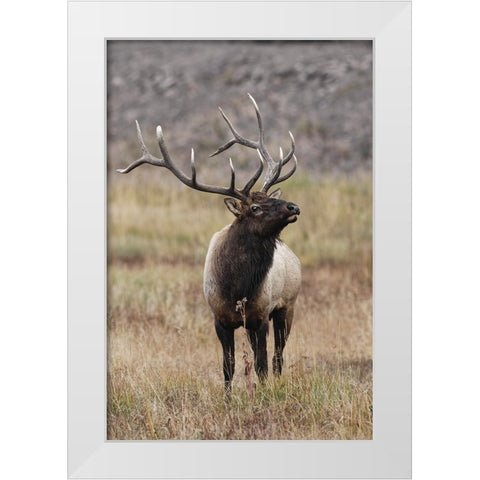 Bull elk or wapiti in meadow-Yellowstone National Park-Wyoming White Modern Wood Framed Art Print by Jones, Adam
