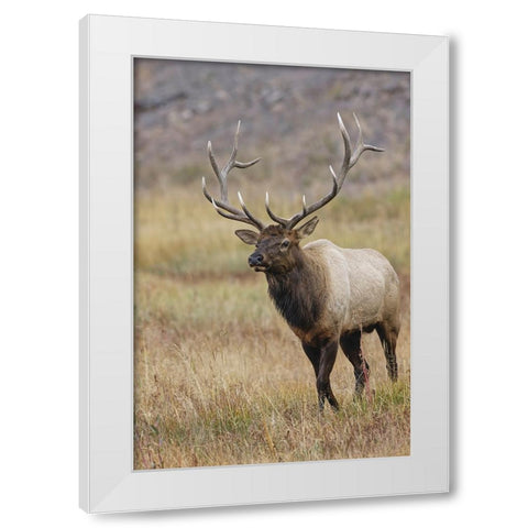 Bull elk or wapiti in meadow-Yellowstone National Park-Wyoming White Modern Wood Framed Art Print by Jones, Adam