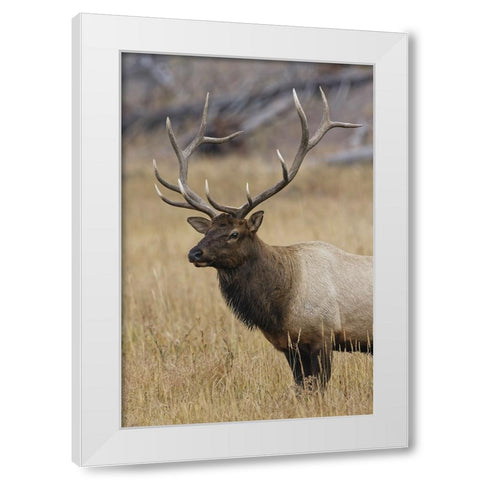 Bull elk or wapiti in meadow-Yellowstone National Park-Wyoming White Modern Wood Framed Art Print by Jones, Adam