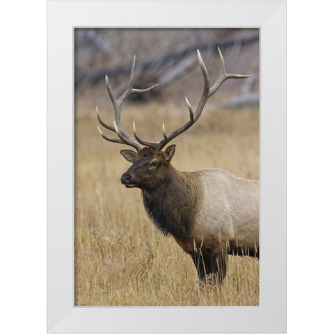 Bull elk or wapiti in meadow-Yellowstone National Park-Wyoming White Modern Wood Framed Art Print by Jones, Adam