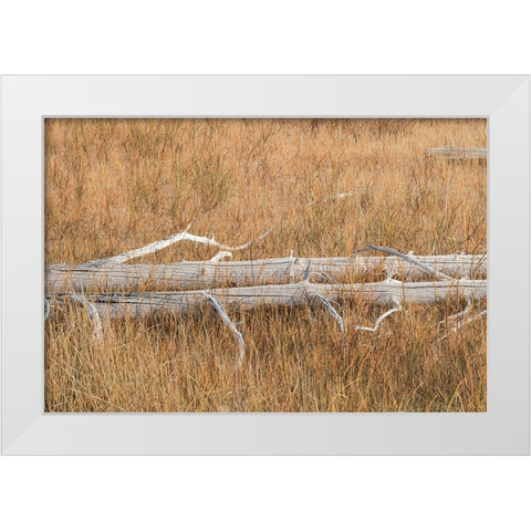 Fallen calcified trees near Grand Prismatic spring-Yellowstone National Park-Wyoming White Modern Wood Framed Art Print by Jones, Adam