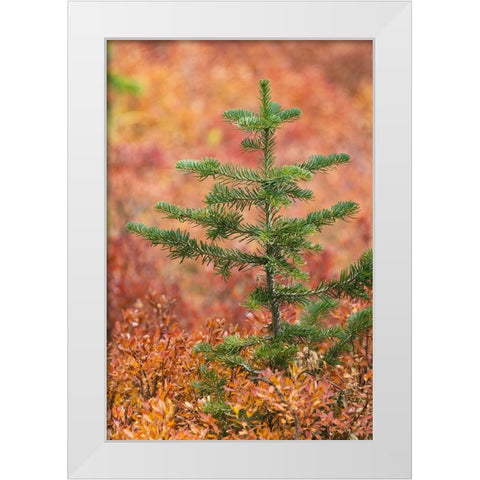 Blueberry leaves in autumn red coloration-Yellowstone National Park-Wyoming White Modern Wood Framed Art Print by Jones, Adam