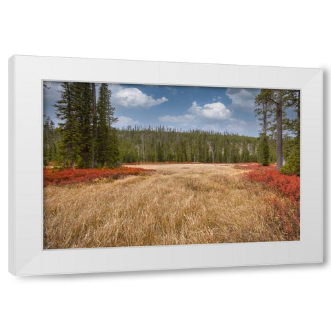 Blueberry leaves in autumn red coloration-Yellowstone National Park-Wyoming White Modern Wood Framed Art Print by Jones, Adam
