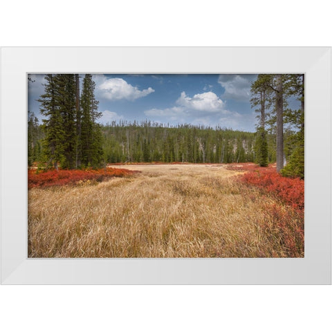 Blueberry leaves in autumn red coloration-Yellowstone National Park-Wyoming White Modern Wood Framed Art Print by Jones, Adam