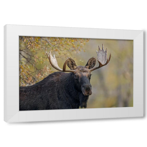 Bull moose-Grand Teton National Park-Wyoming White Modern Wood Framed Art Print by Jones, Adam