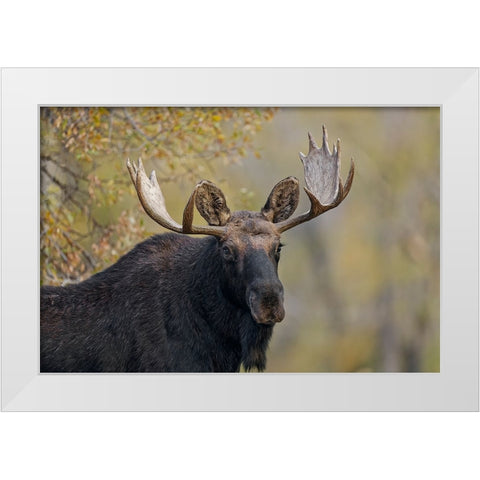 Bull moose-Grand Teton National Park-Wyoming White Modern Wood Framed Art Print by Jones, Adam