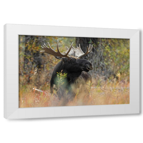 Bull moose-Grand Teton National Park-Wyoming White Modern Wood Framed Art Print by Jones, Adam