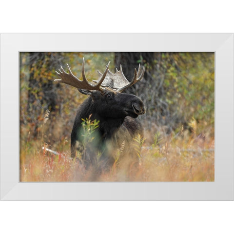 Bull moose-Grand Teton National Park-Wyoming White Modern Wood Framed Art Print by Jones, Adam