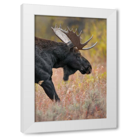 Bull moose-Grand Teton National Park-Wyoming White Modern Wood Framed Art Print by Jones, Adam