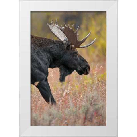 Bull moose-Grand Teton National Park-Wyoming White Modern Wood Framed Art Print by Jones, Adam