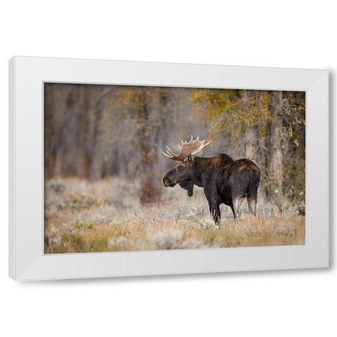Bull moose-Grand Teton National Park-Wyoming White Modern Wood Framed Art Print by Jones, Adam