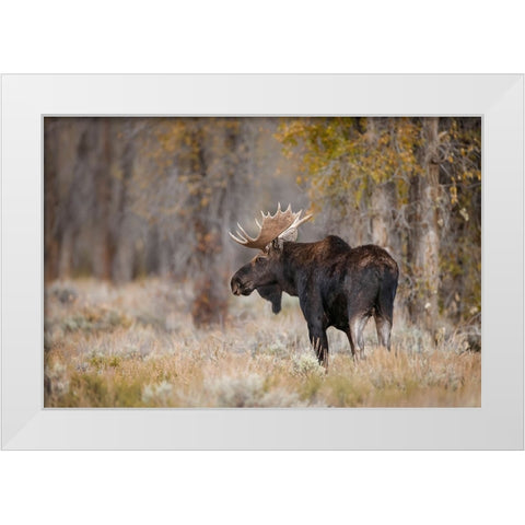 Bull moose-Grand Teton National Park-Wyoming White Modern Wood Framed Art Print by Jones, Adam