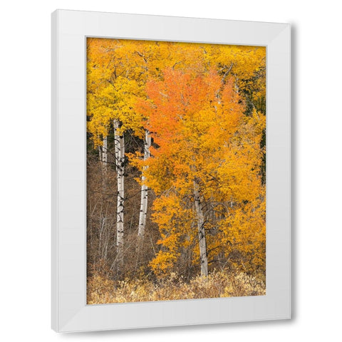 Autumn view of willows and aspen trees along shoreline of Two Ocean Lake-Grand Teton National Park White Modern Wood Framed Art Print by Jones, Adam