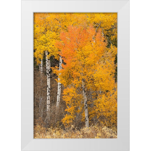 Autumn view of willows and aspen trees along shoreline of Two Ocean Lake-Grand Teton National Park White Modern Wood Framed Art Print by Jones, Adam