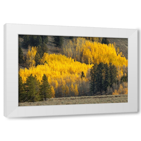 Autumn view of willows along shoreline of Two Ocean Lake-Grand Teton National Park-Wyoming White Modern Wood Framed Art Print by Jones, Adam
