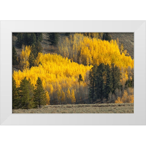 Autumn view of willows along shoreline of Two Ocean Lake-Grand Teton National Park-Wyoming White Modern Wood Framed Art Print by Jones, Adam