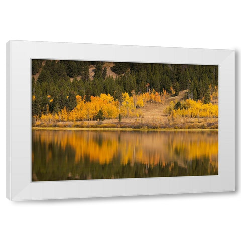 Autumn view of willows and aspen trees along shoreline of Two Ocean Lake-Grand Teton National Park White Modern Wood Framed Art Print by Jones, Adam