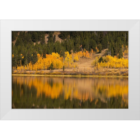 Autumn view of willows and aspen trees along shoreline of Two Ocean Lake-Grand Teton National Park White Modern Wood Framed Art Print by Jones, Adam