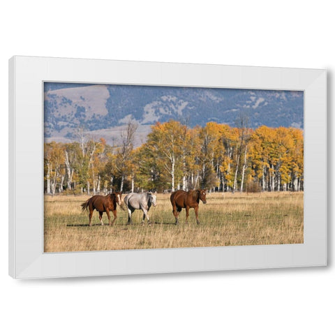 Horses just outside-Grand Teton National Park-Wyoming White Modern Wood Framed Art Print by Jones, Adam