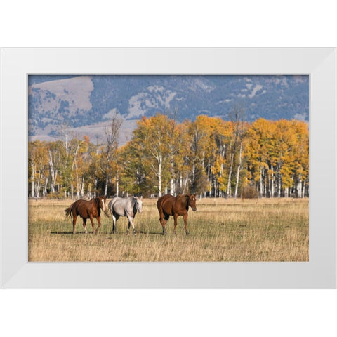 Horses just outside-Grand Teton National Park-Wyoming White Modern Wood Framed Art Print by Jones, Adam
