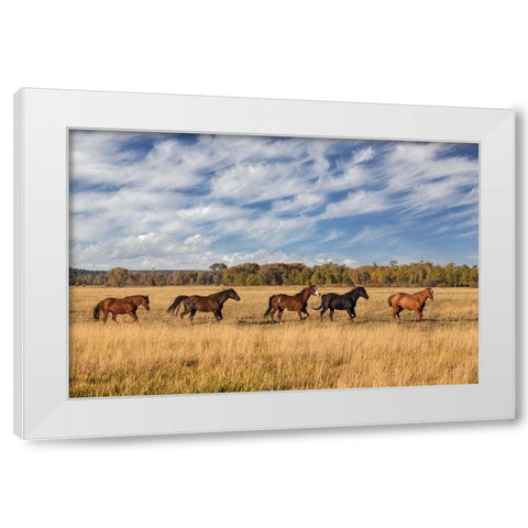 Horses just outside-Grand Teton National Park-Wyoming White Modern Wood Framed Art Print by Jones, Adam