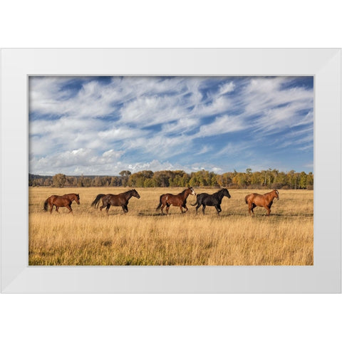 Horses just outside-Grand Teton National Park-Wyoming White Modern Wood Framed Art Print by Jones, Adam