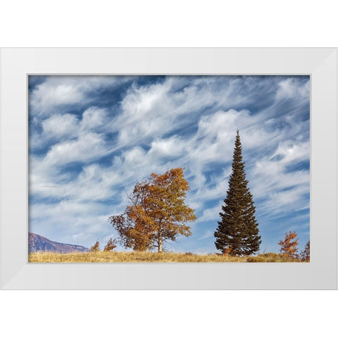 Two trees on ridge and cloud formation-Grand Teton National Park-Wyoming White Modern Wood Framed Art Print by Jones, Adam