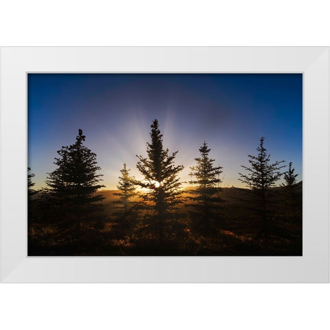 Pine trees silhouetted at sunset-Grand Teton National Park-Wyoming White Modern Wood Framed Art Print by Jones, Adam