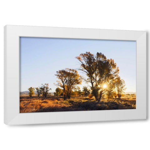 Sunrise through cottonwood trees-Grand Teton National Park-Wyoming White Modern Wood Framed Art Print by Jones, Adam