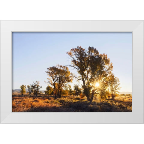 Sunrise through cottonwood trees-Grand Teton National Park-Wyoming White Modern Wood Framed Art Print by Jones, Adam
