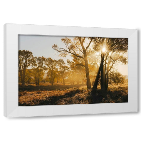 Sunrise through cottonwood trees-Grand Teton National Park-Wyoming White Modern Wood Framed Art Print by Jones, Adam