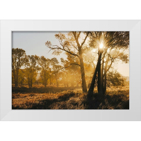 Sunrise through cottonwood trees-Grand Teton National Park-Wyoming White Modern Wood Framed Art Print by Jones, Adam