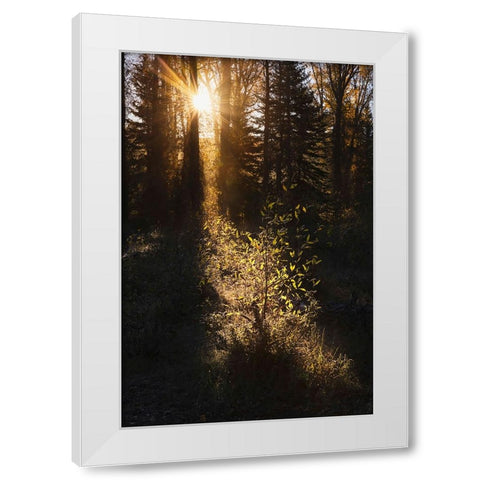 Sunrise through cottonwood trees-Grand Teton National Park-Wyoming White Modern Wood Framed Art Print by Jones, Adam