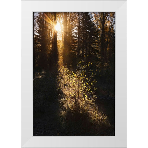 Sunrise through cottonwood trees-Grand Teton National Park-Wyoming White Modern Wood Framed Art Print by Jones, Adam