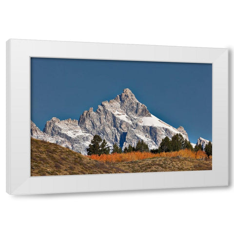 Aspen grove in front of Teton Range-Grand Teton National Park-Wyoming White Modern Wood Framed Art Print by Jones, Adam