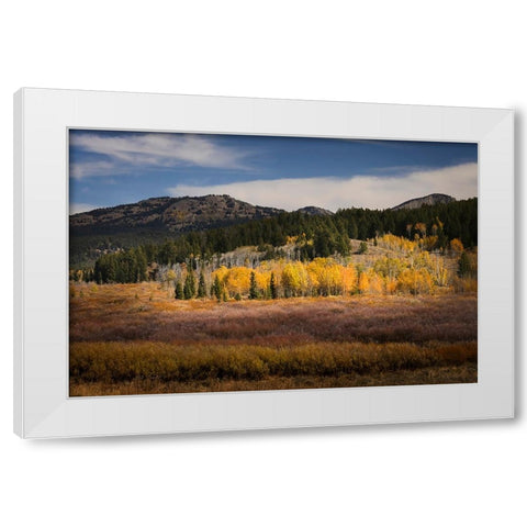 Autumn view of willows and aspen groves-Grand Teton National Park-Wyoming White Modern Wood Framed Art Print by Jones, Adam