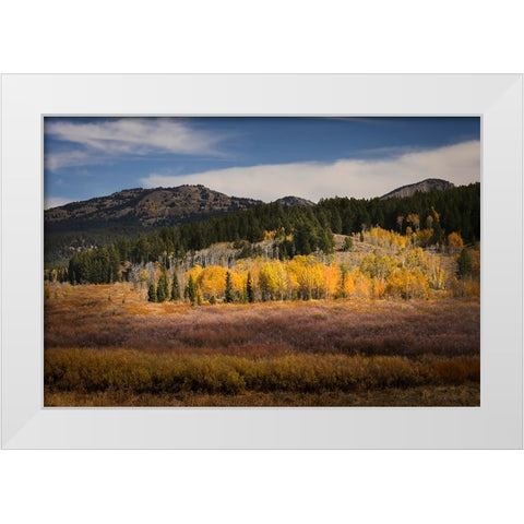 Autumn view of willows and aspen groves-Grand Teton National Park-Wyoming White Modern Wood Framed Art Print by Jones, Adam