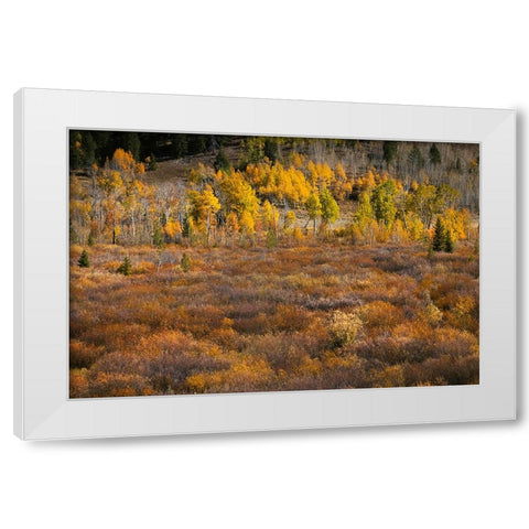 Autumn view of willows and aspen groves-Grand Teton National Park-Wyoming White Modern Wood Framed Art Print by Jones, Adam