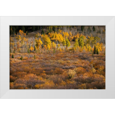 Autumn view of willows and aspen groves-Grand Teton National Park-Wyoming White Modern Wood Framed Art Print by Jones, Adam