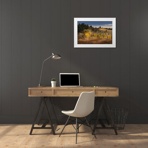 Autumn view of willows and aspen groves-Grand Teton National Park-Wyoming White Modern Wood Framed Art Print by Jones, Adam