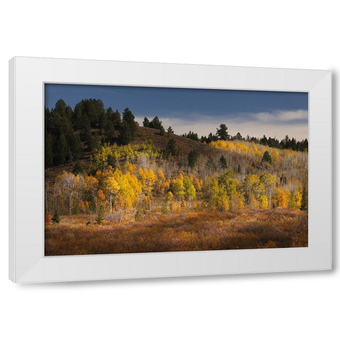 Autumn view of willows and aspen groves-Grand Teton National Park-Wyoming White Modern Wood Framed Art Print by Jones, Adam