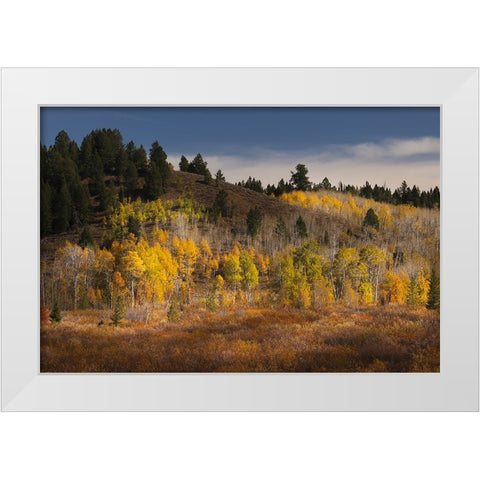 Autumn view of willows and aspen groves-Grand Teton National Park-Wyoming White Modern Wood Framed Art Print by Jones, Adam