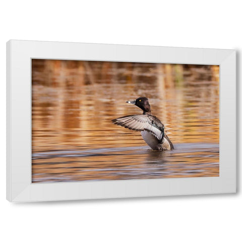 Ring-necked Duck-Grand Teton National Park-Wyoming White Modern Wood Framed Art Print by Jones, Adam